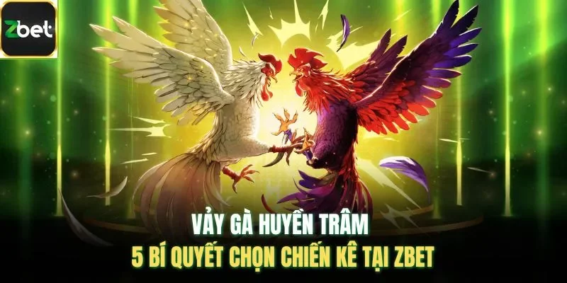 Vảy Gà Huyền Trâm – 5 Bí Quyết Chọn Chiến Kê Tại ZBET